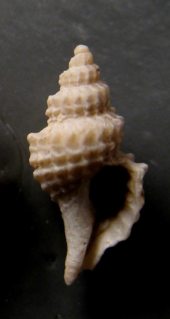 Trophonopsis muricatus